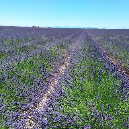 Au Pays De La Lavande... Holiday home