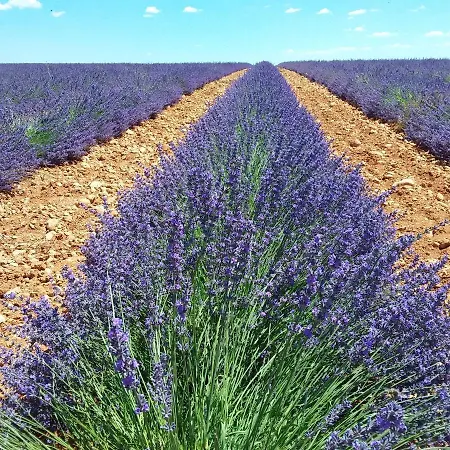 Дом отдыха Au Pays De La Lavande...