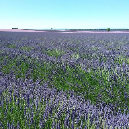 Дом отдыха Au Pays De La Lavande... *