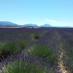 Au Pays De La Lavande...