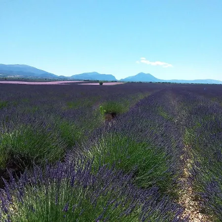 Au Pays De La Lavande...