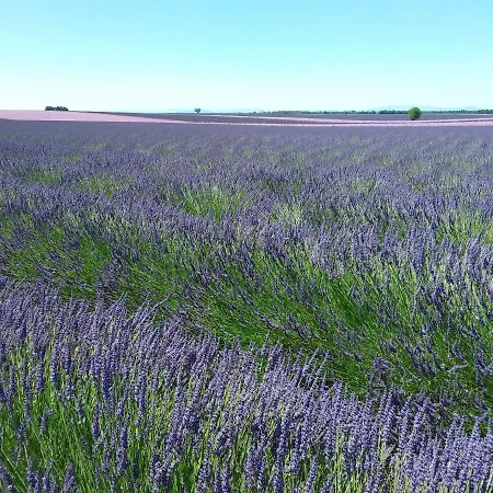 펜션 Au Pays De La Lavande... *