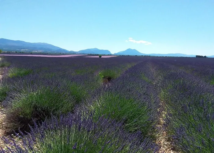 Au Pays De La Lavande...