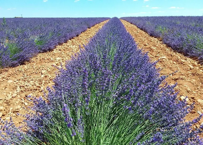 Ferienhaus Au Pays De La Lavande...