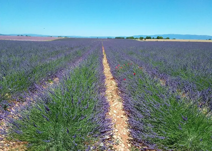 Au Pays De La Lavande... Vakantiehuis Valensole